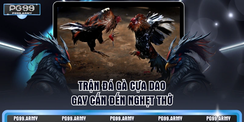 Trận đá gà cựa dao gay cấn đến nghẹt thở